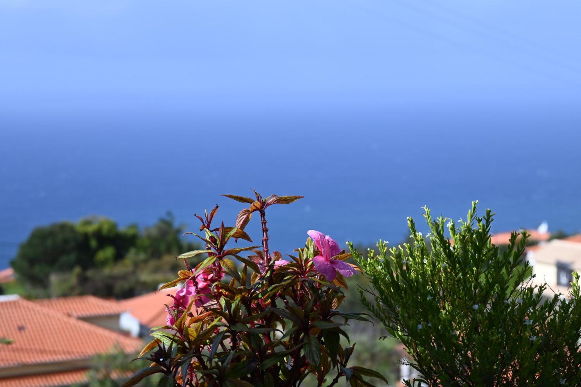 Vista Romantica Madeira 阿科达卡列塔 外观 照片